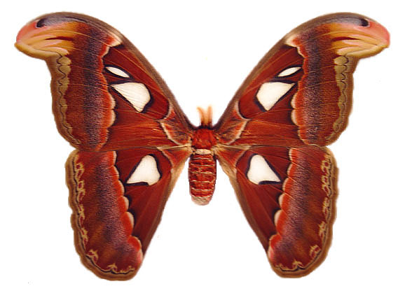 Atlas moth largest moth in hi-res stock photography and images - Alamy