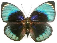 Agrias amydon | Fauna and flora Wiki | Fandom