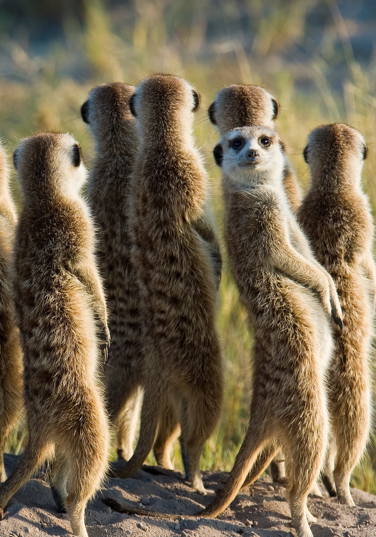Meerkat Animal Life Wiki Fandom meerkat-animal-life-wiki-fandom