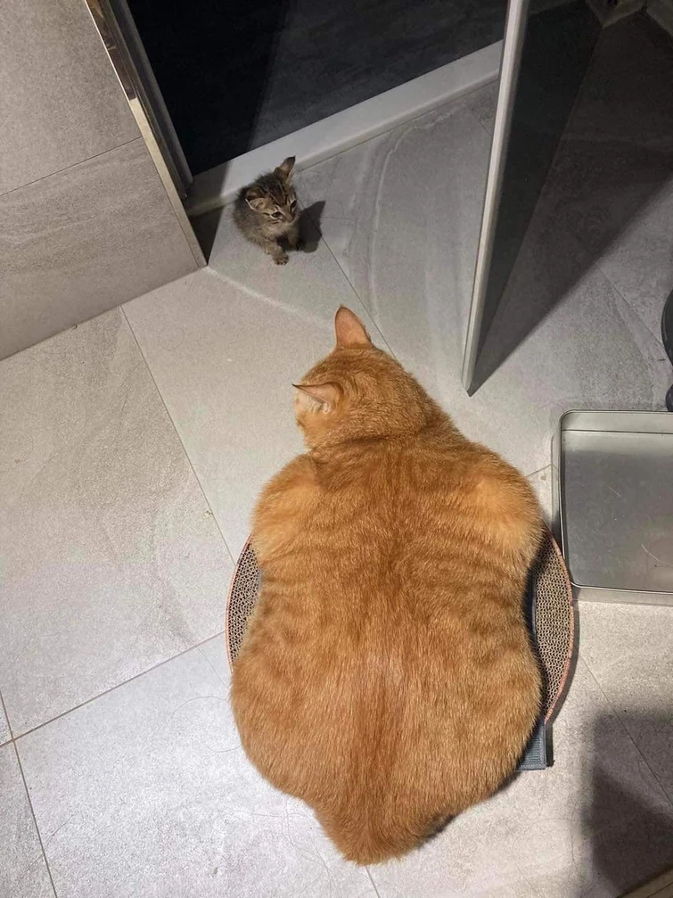 small cat vs big cat Fandom