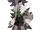 Nameless Deer