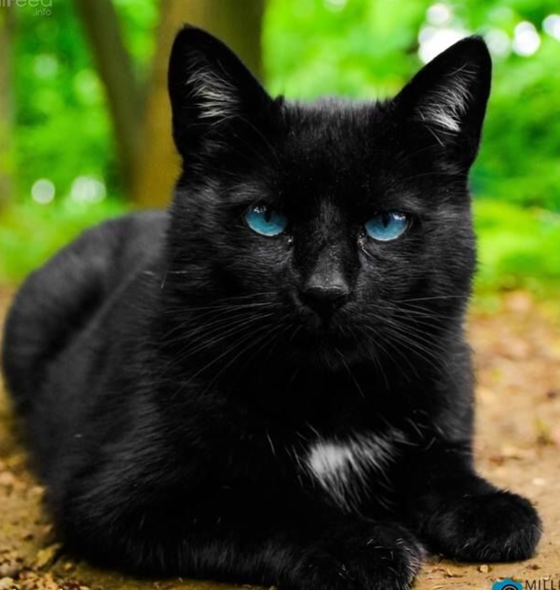 Черная кошка с голубыми глазами