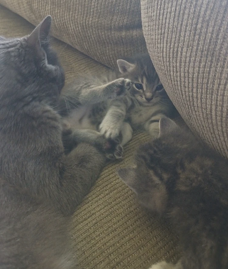 My beloved kitties! Fandom