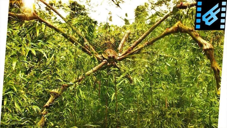 Giant Spider Attack / Mother Longlegs Scene | Kong Skull Island (2017) HD Clip