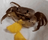 ZornTimmerglobber342's avatar