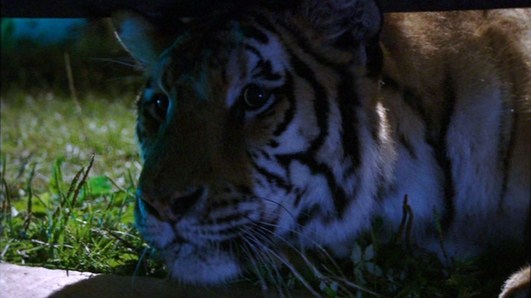 Bengal Tiger Movie