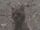 Skidmark (Animal)