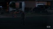 Pete on the street (The Dog)
