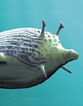 Reef Glider