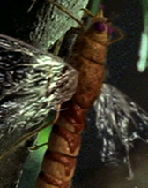 Falconfly