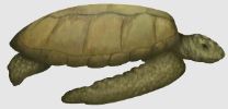 Turtles of Time