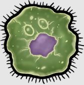 Giant Amoeba