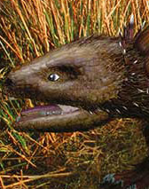 Rattleback Sudamericano