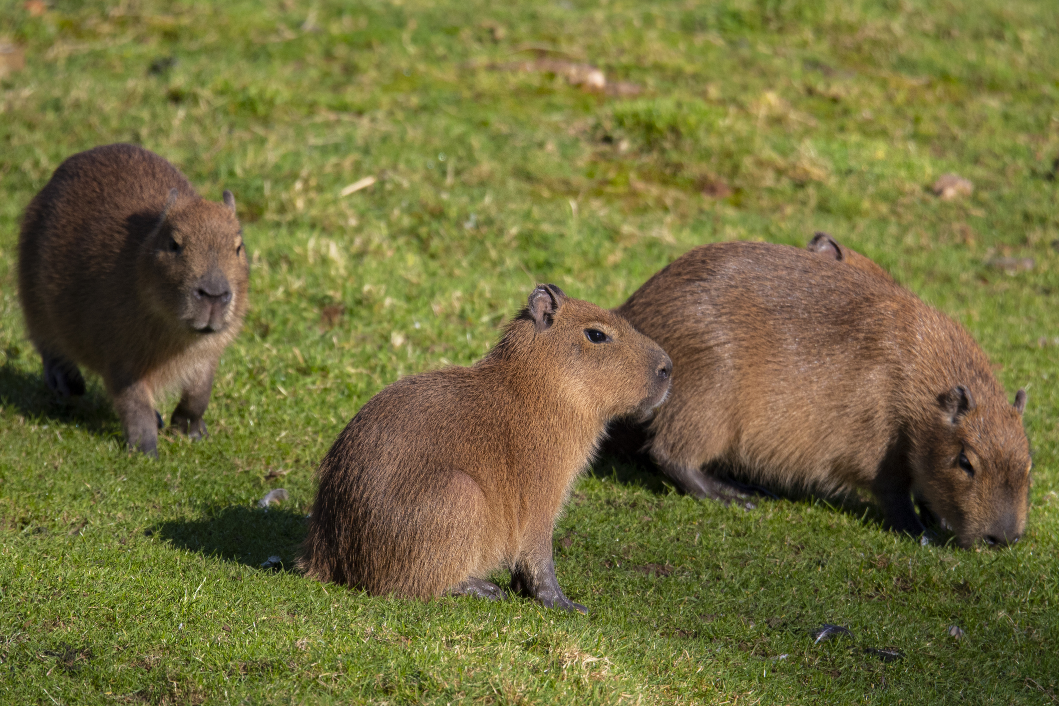 Capybara rock rust фото 10