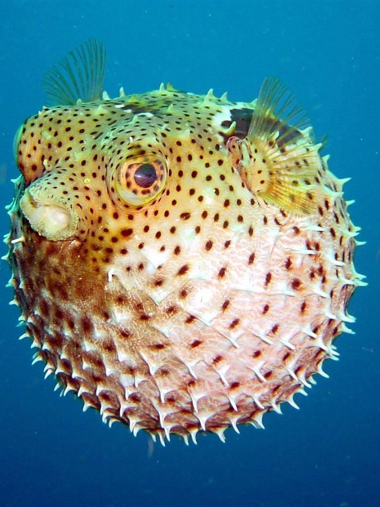 Pufferfish, Feed and Grow Fish Wikia