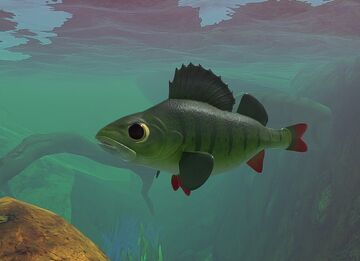 NEW GAME MODE! Perch Protects its Eggs - Feed and Grow Fish - Part