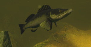 Feed And Grow Fish : Perch 