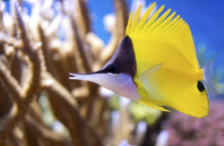 Butterfly Fish, Feed and Grow Fish Wikia