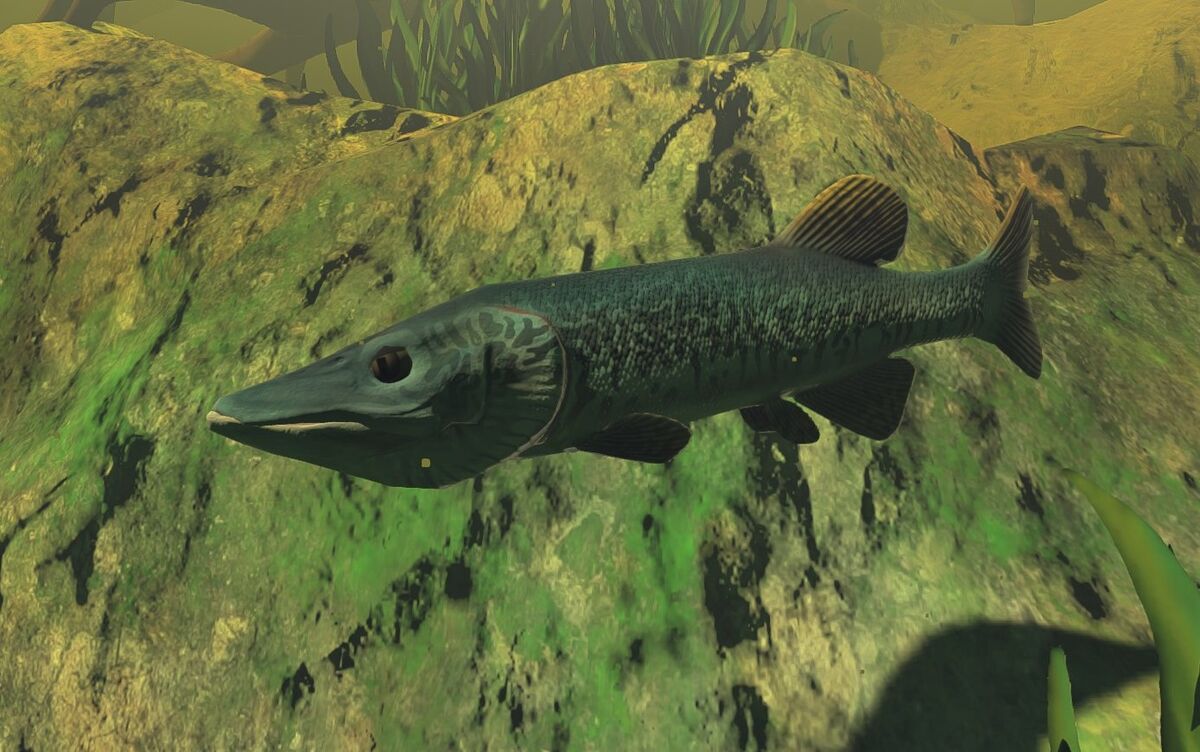 Pike, Feed and Grow Fish Wikia