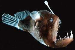 Angler Fish, Feed and Grow Fish Wikia