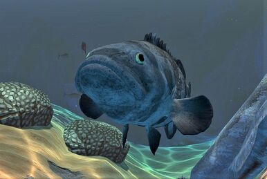 Coccosteus, Feed and Grow Fish Wikia