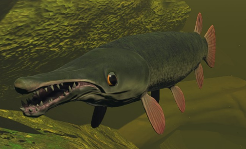 Alligator Gar, Feed and Grow Fish Wikia