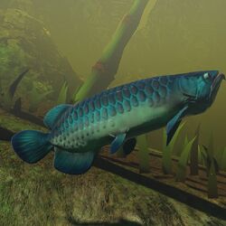 Coccosteus, Feed and Grow Fish Wikia
