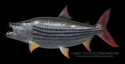 Tigerfish, Feed and Grow Fish Wikia