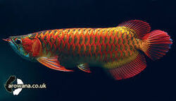 Arowana, Feed and Grow Fish Wikia