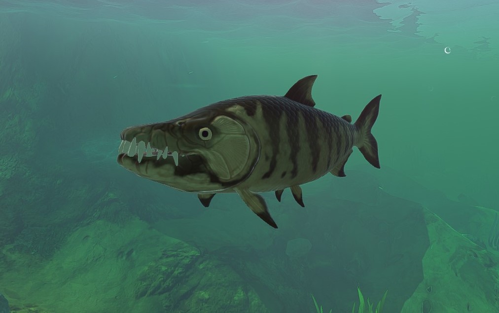 Tigerfish, Feed and Grow Fish Wikia