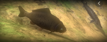 Arowana, Feed and Grow Fish Wikia