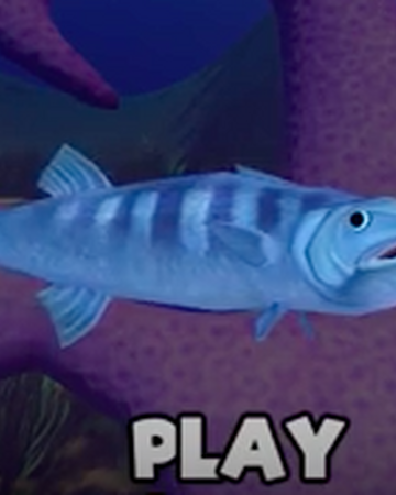 Fish feed and grow online no download