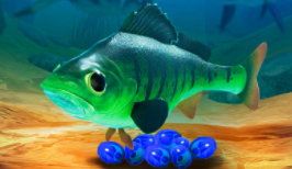 NEW GAME MODE! Perch Protects its Eggs - Feed and Grow Fish - Part