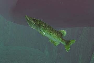 Feed and Grow: Fish System Requirements - Can I Run It