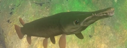 Alligator Gar, Feed and Grow Fish Wikia