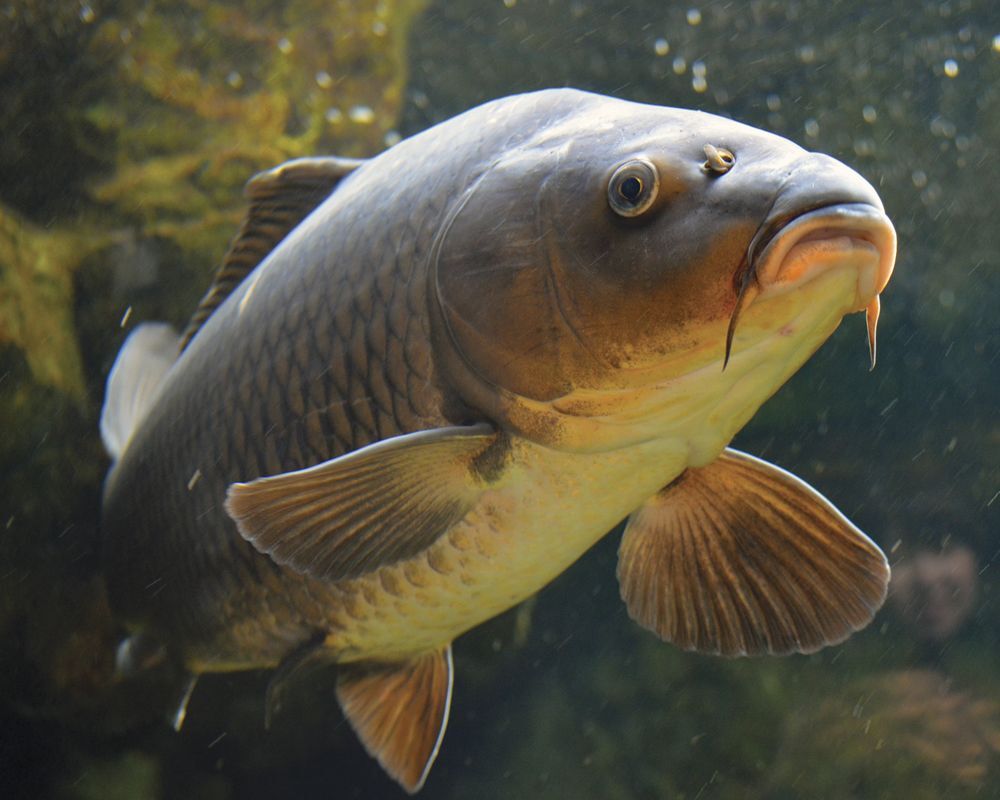 Arowana, Feed and Grow Fish Wikia