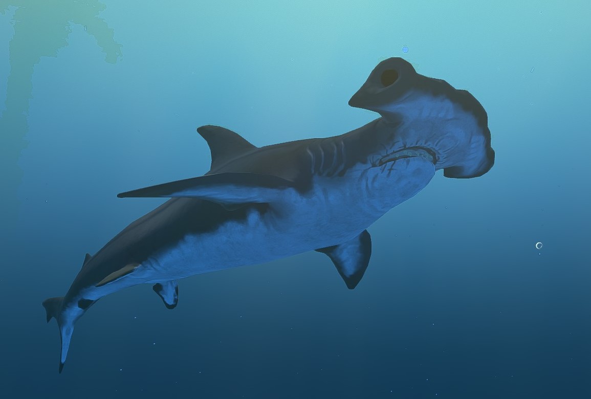 hammerhead shark feeding