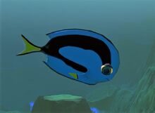 Clown Triggerfish, Feed and Grow Fish Wikia