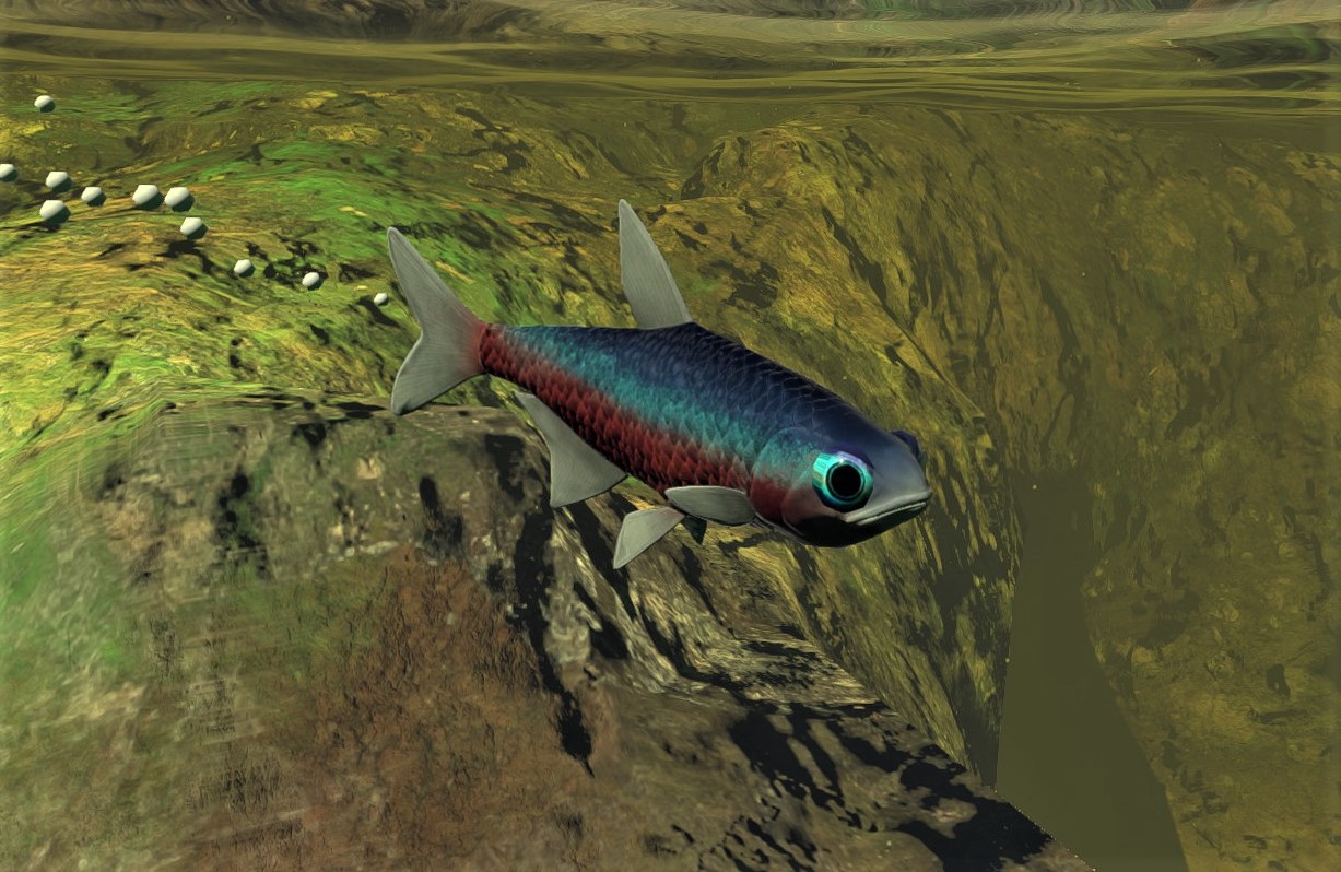 The Neon Tetra - a fish that changed the world 