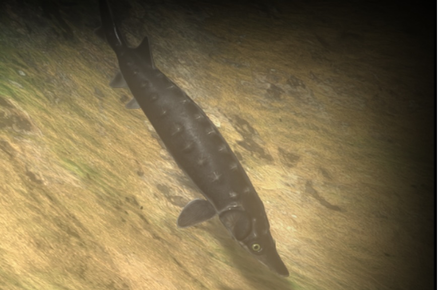 Sturgeon Feed and Grow Fish Wikia Fandom
