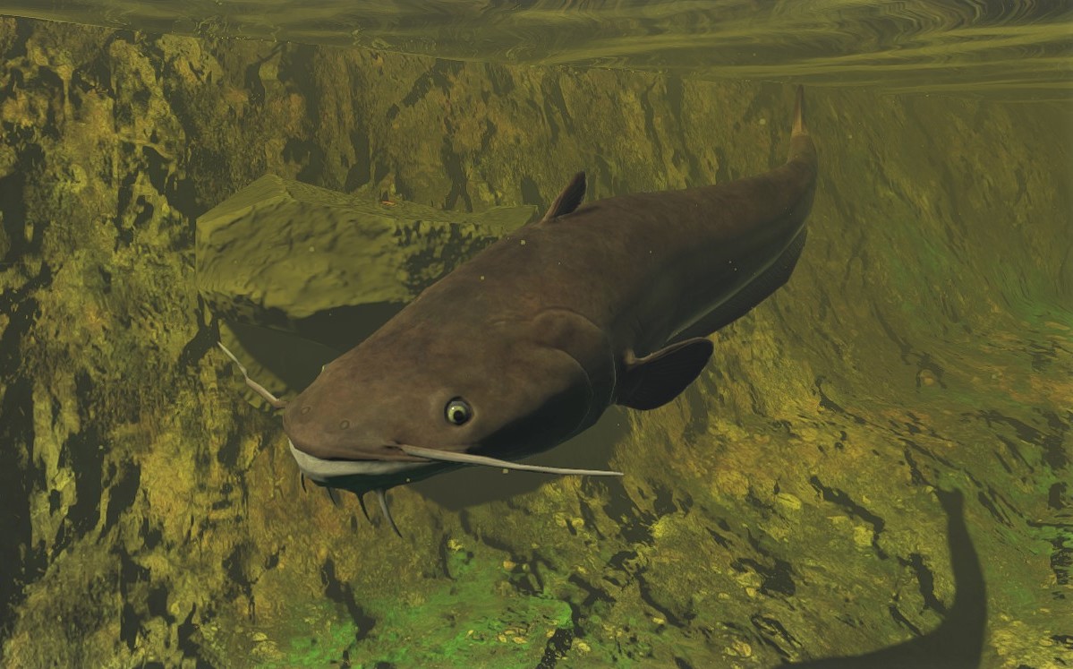 Catfish Feed and Grow Fish Wikia Fandom