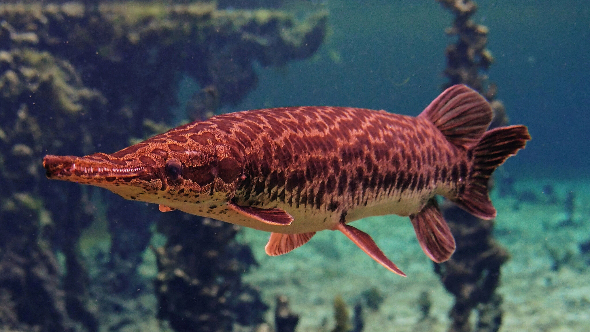 Alligator Gar, Feed and Grow Fish Wikia