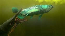 Arowana, Feed and Grow Fish Wikia