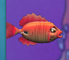 Red Surgeonfish