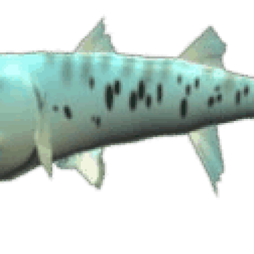 Angel Shark Eating Gif