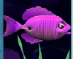 Purple Surgeonfish