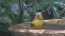 Summer_Tanager_(Male_&_Female)