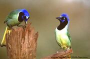 Luxuosus Green Jay