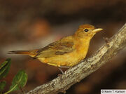 Summer Tanager Female