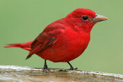 Summer Tanager